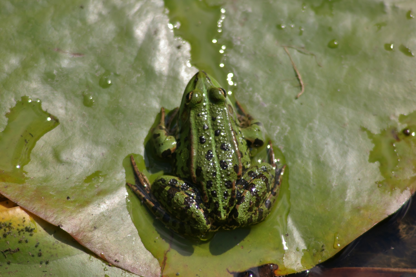 Frosch #2