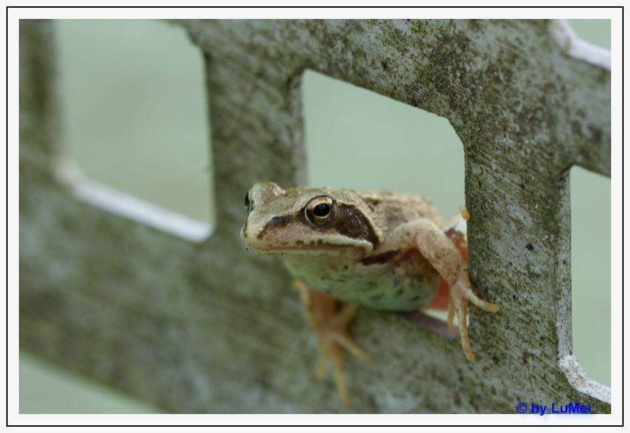 Frosch 2