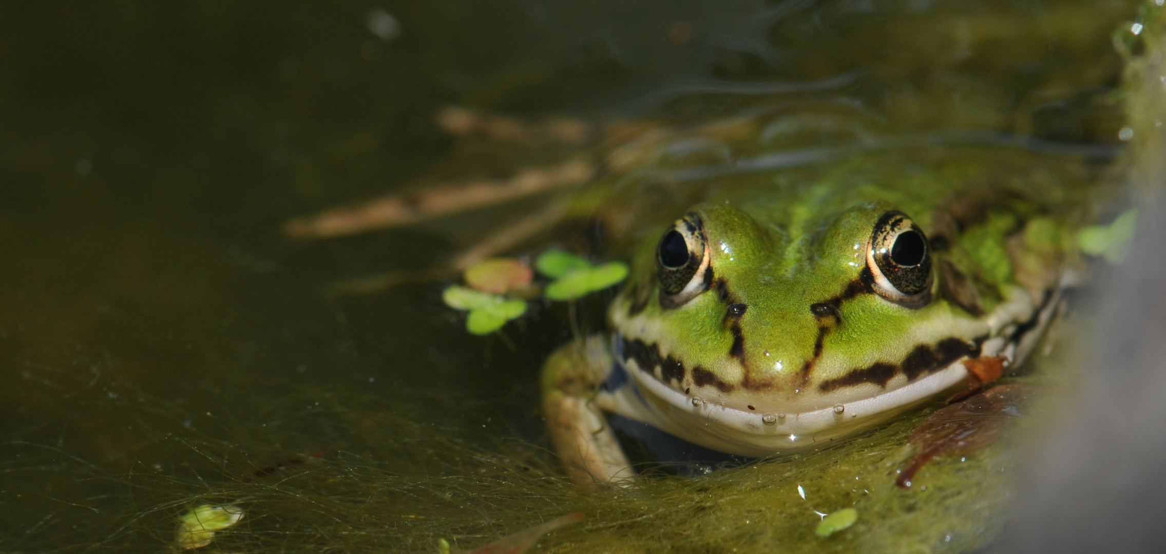 Frosch 2