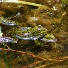 Frosch 2