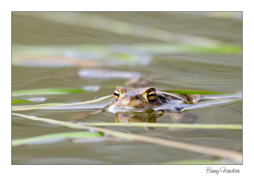 Frosch (2) nee Erdkröte