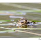 Frosch (2) nee Erdkröte