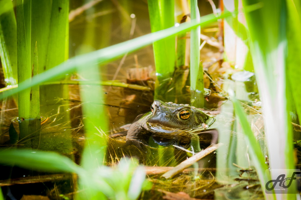 Frosch 2.0