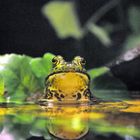 Frosch