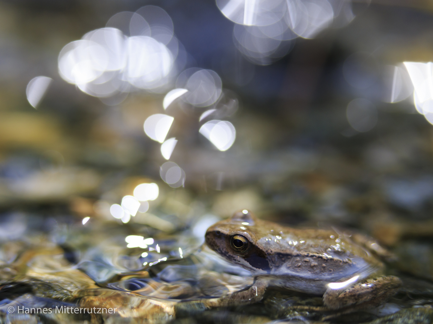 Frosch