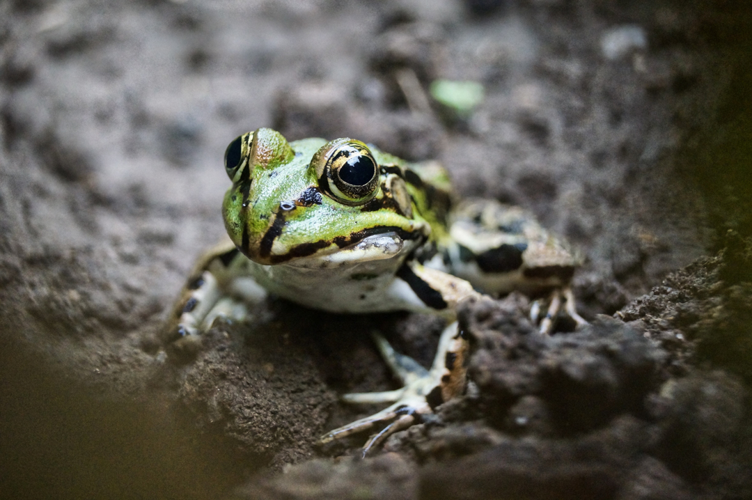 Frosch