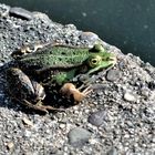 Frosch,