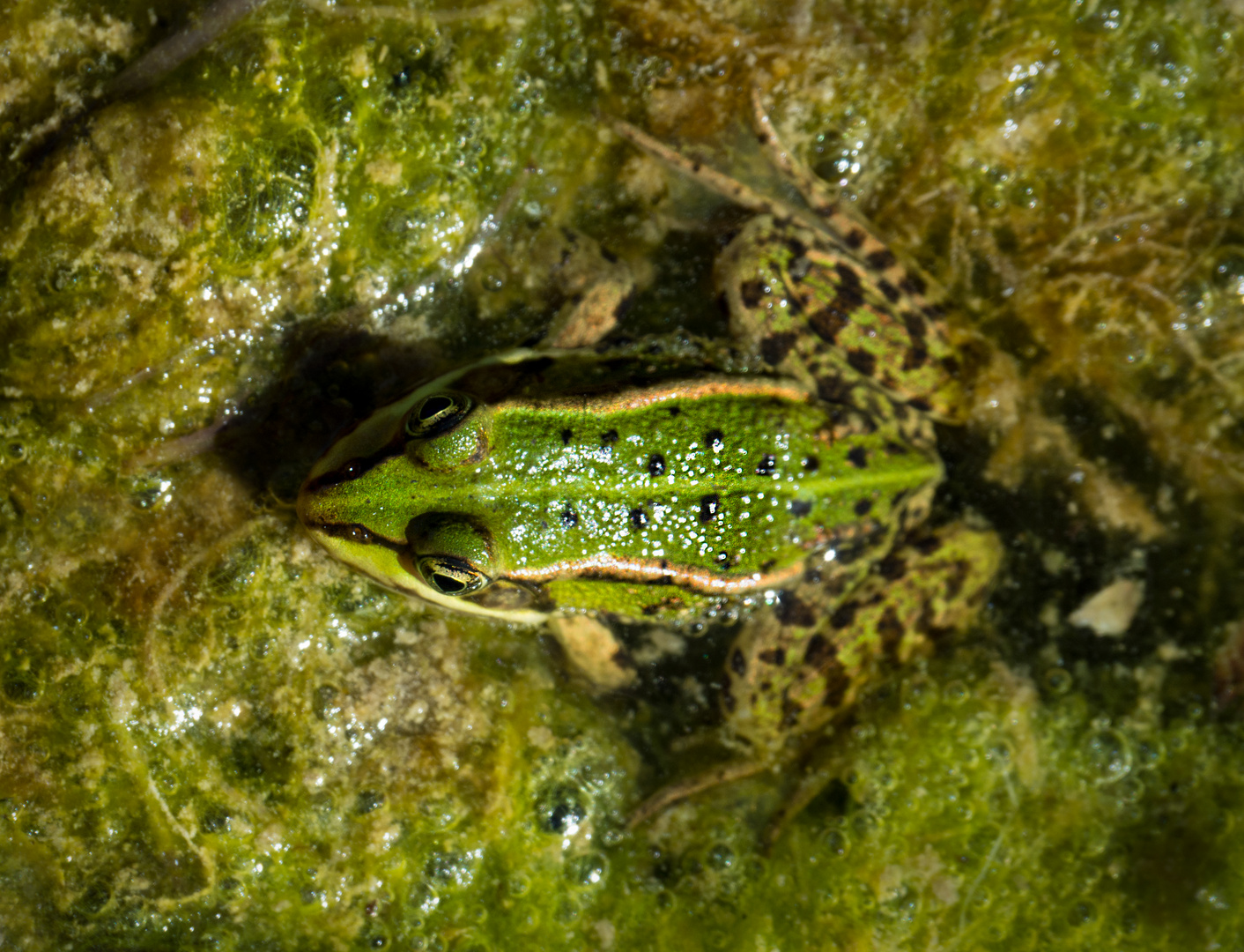 Frosch