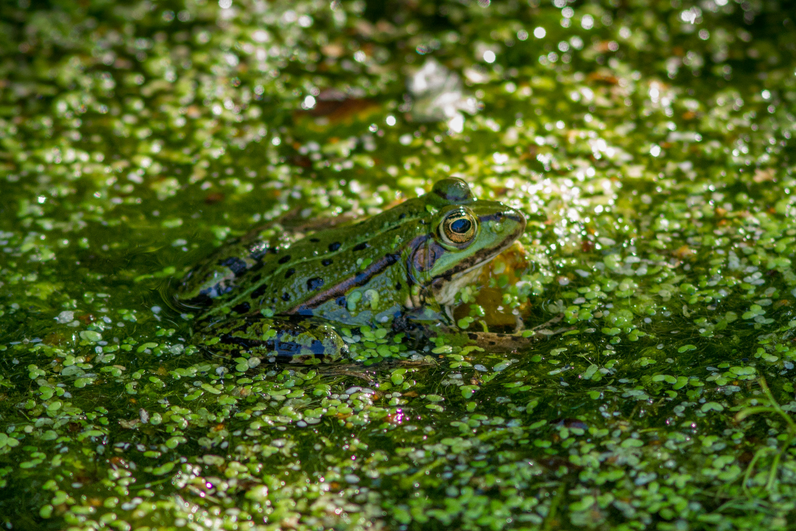 Frosch