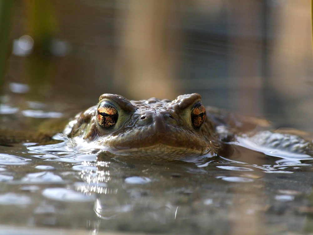 frosch