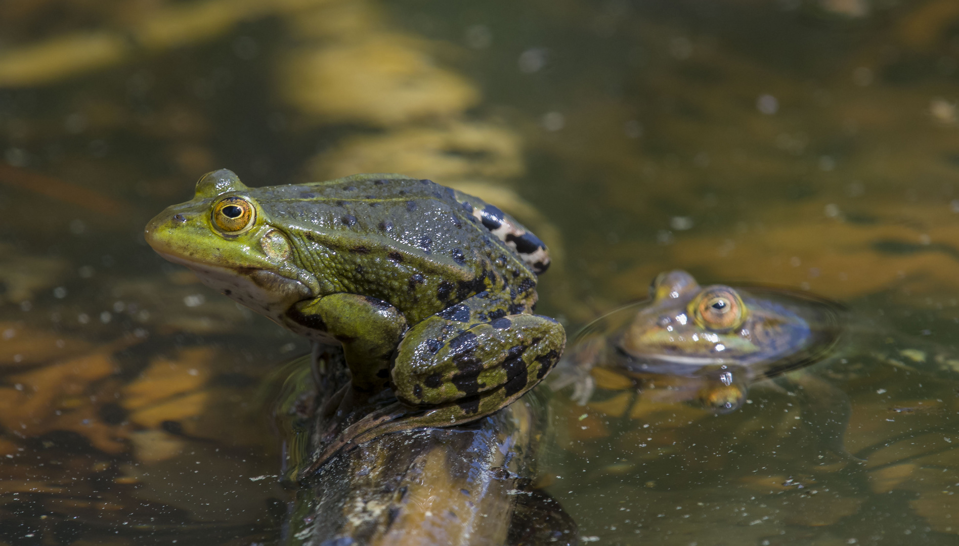 Frosch