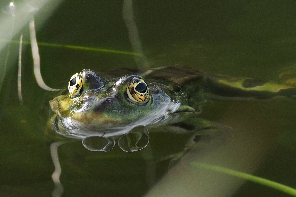 Frosch