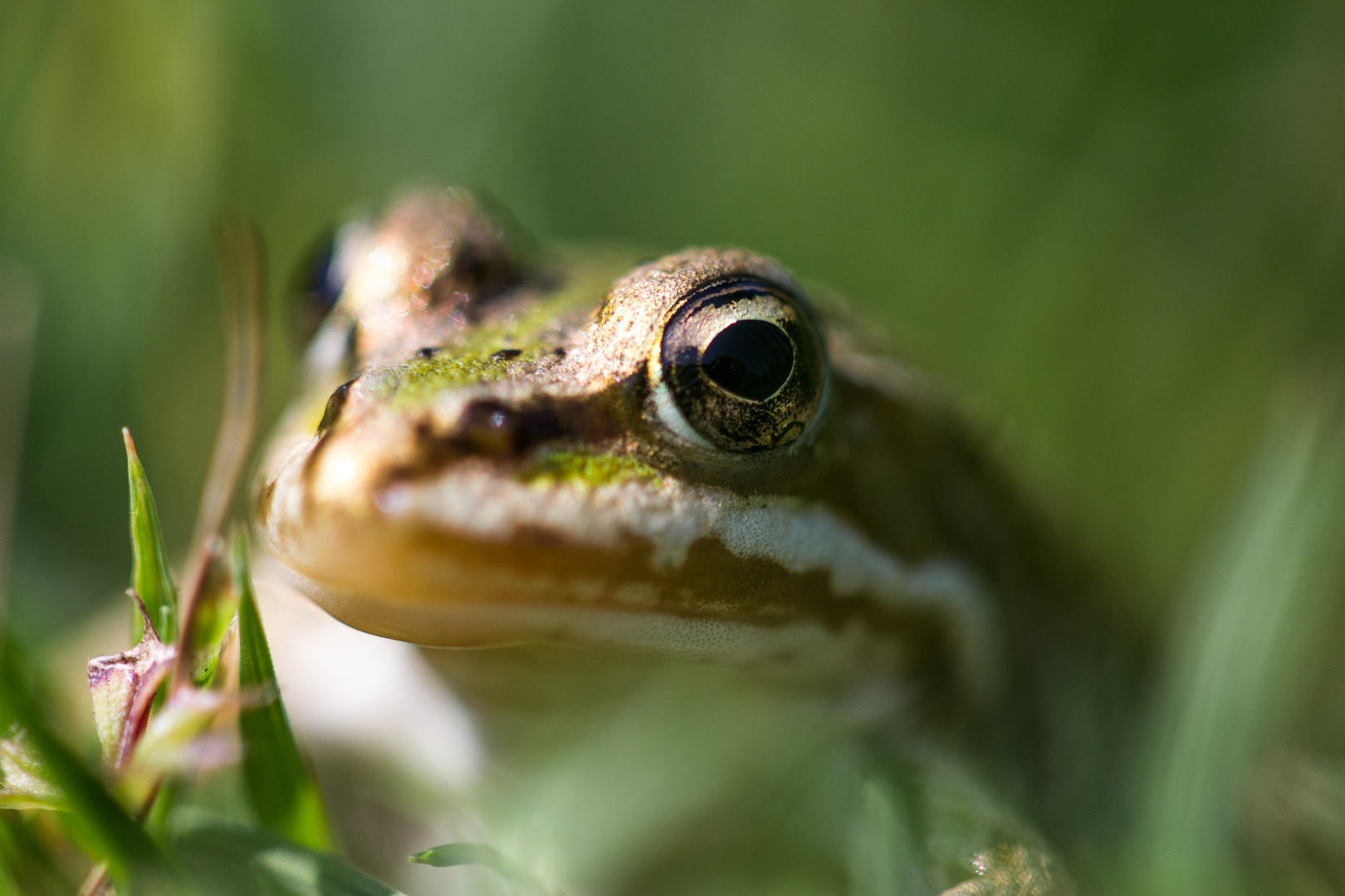 Frosch