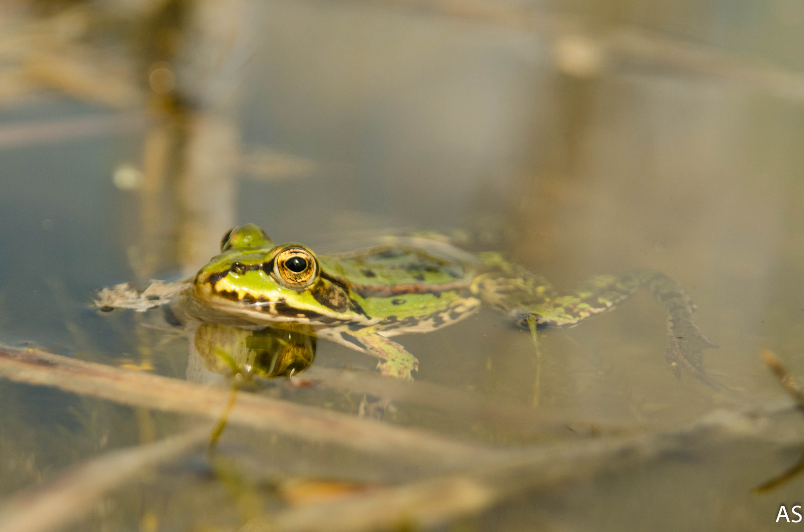 Frosch