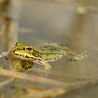 Frosch