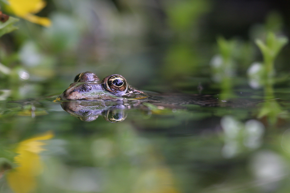 Frosch