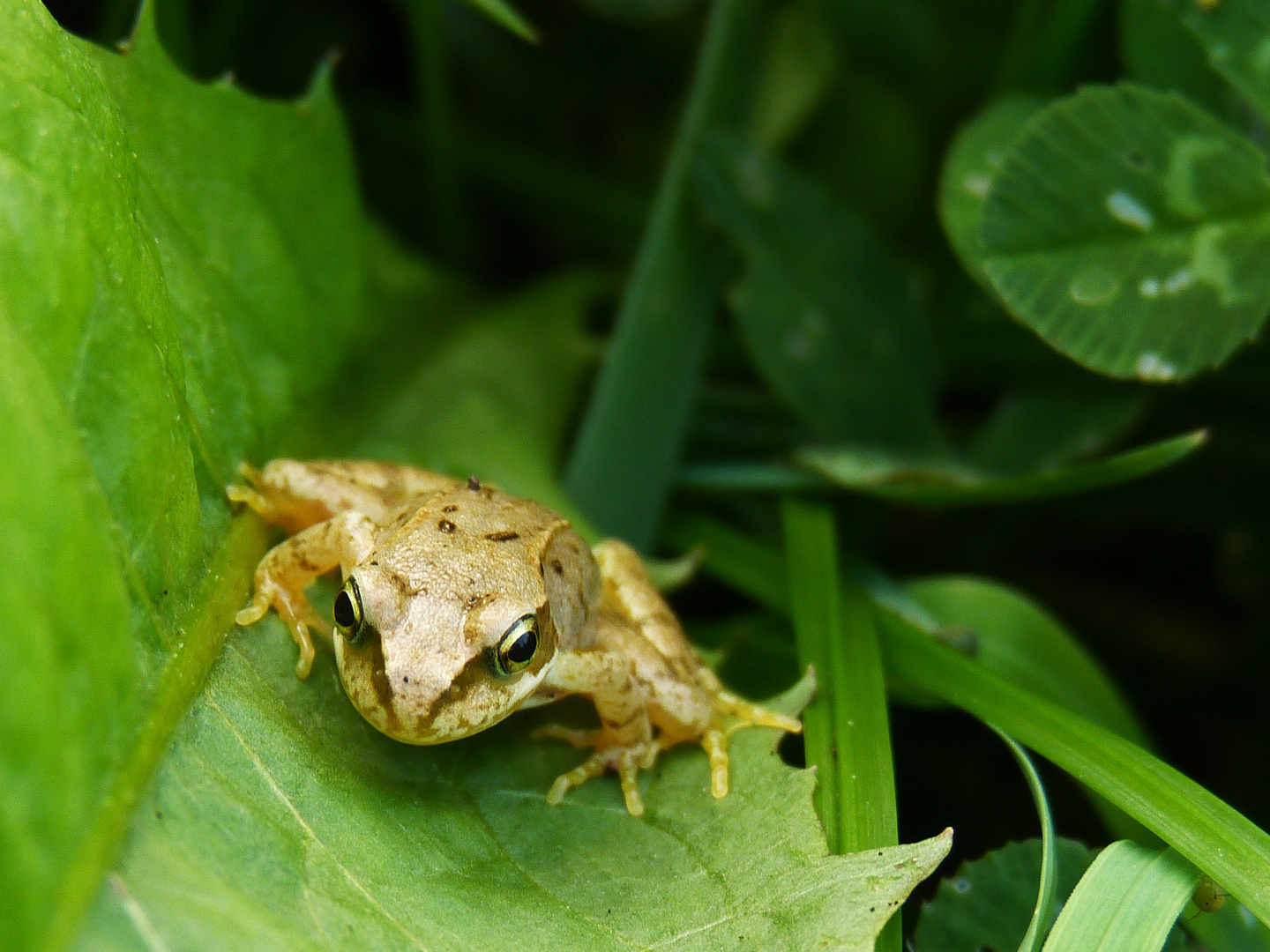 Frosch