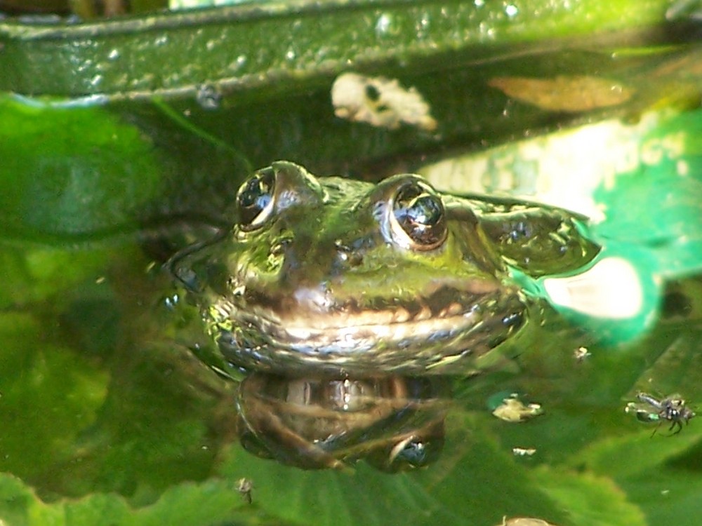 Frosch