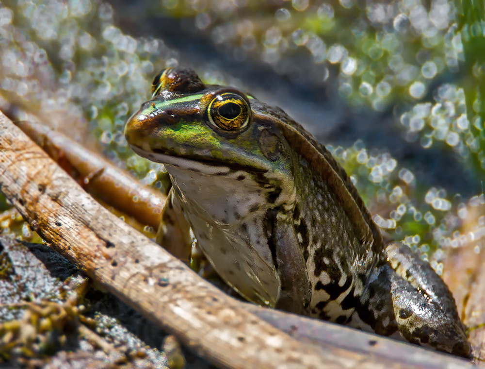 Frosch