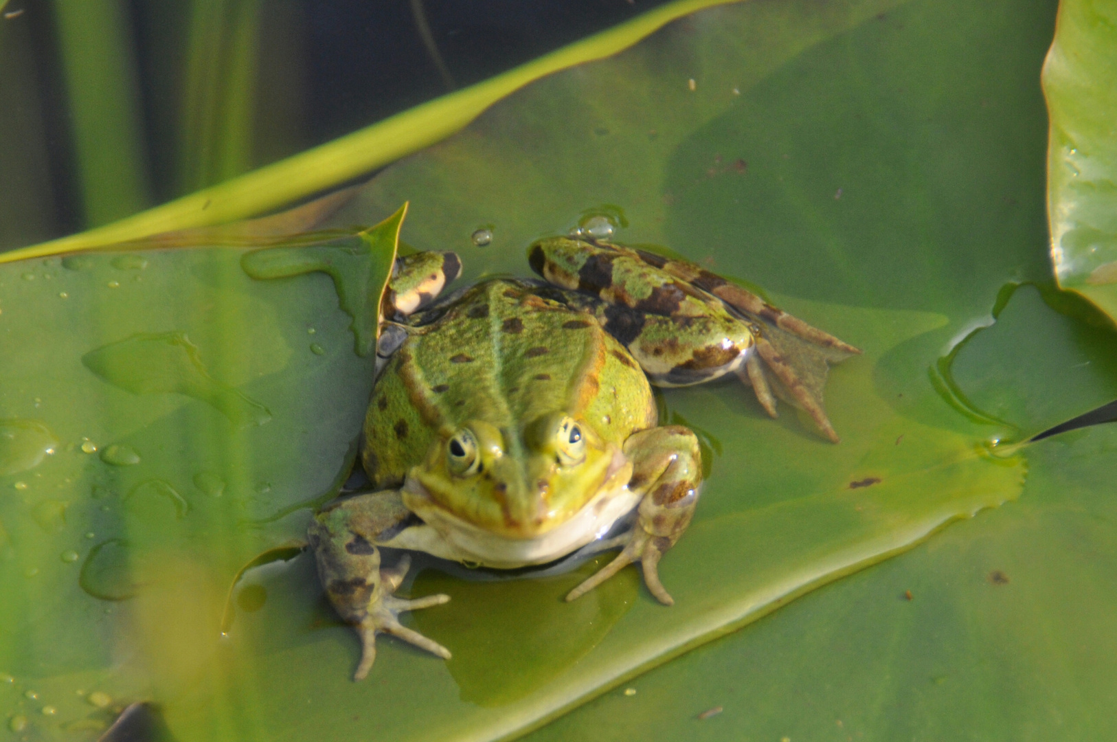 Frosch