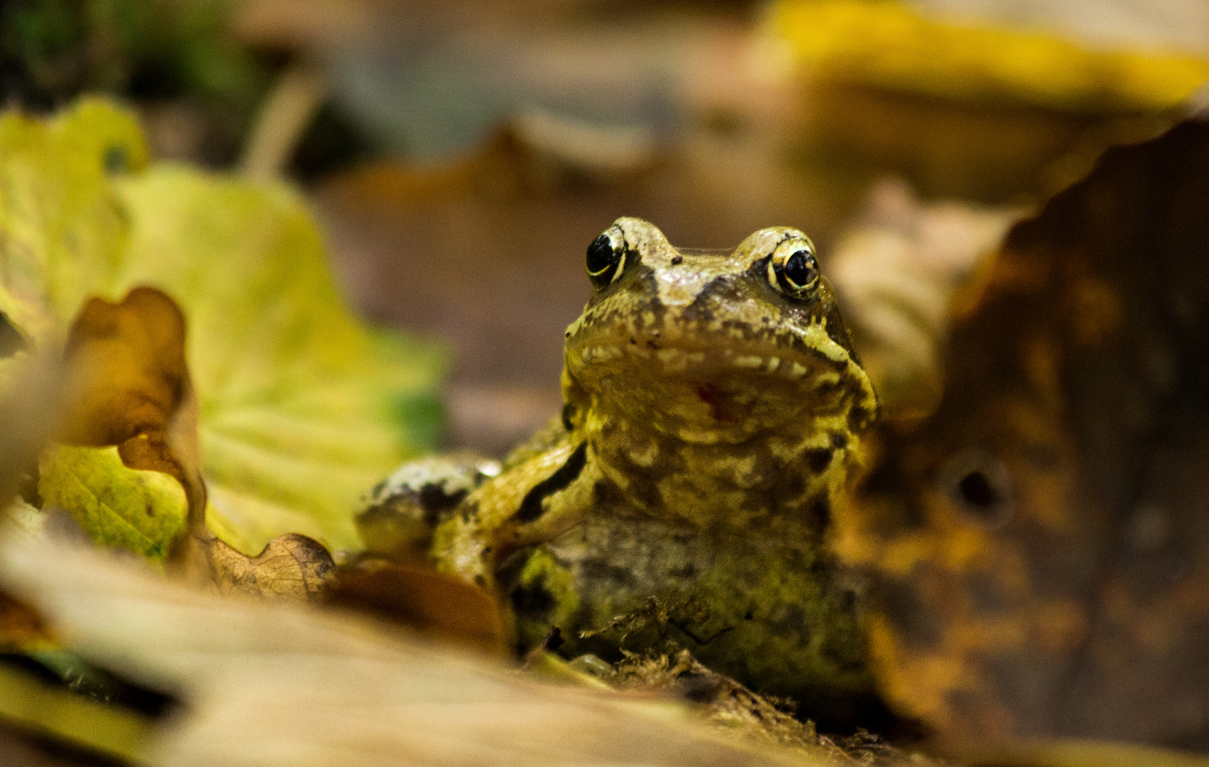 Frosch