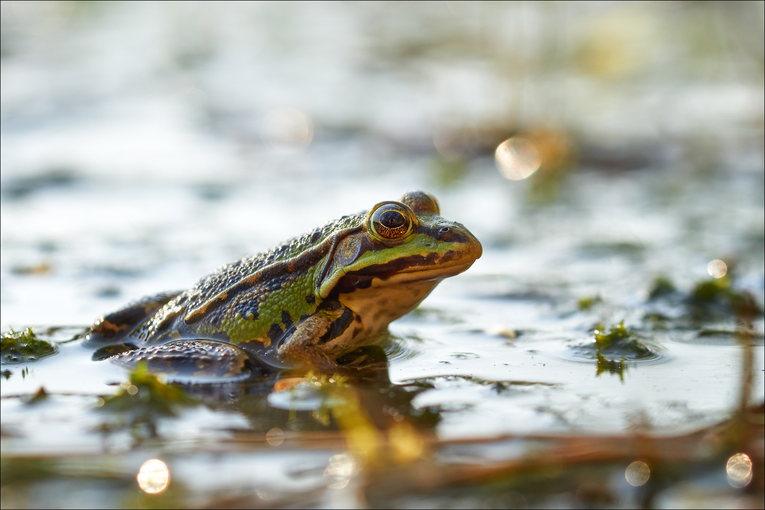 Frosch Foto & Bild | tiere, wildlife, amphibien & reptilien Bilder auf