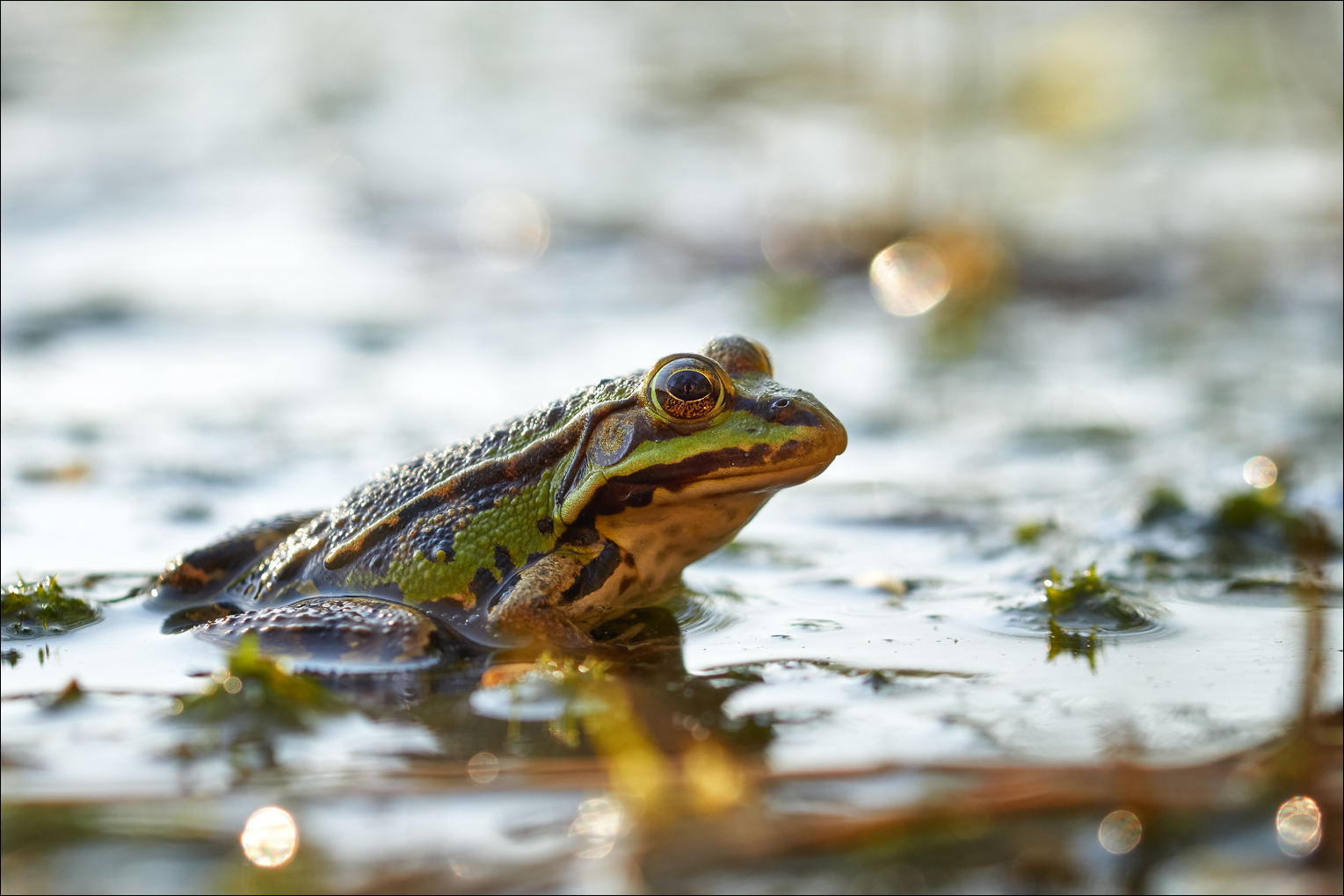 Frosch