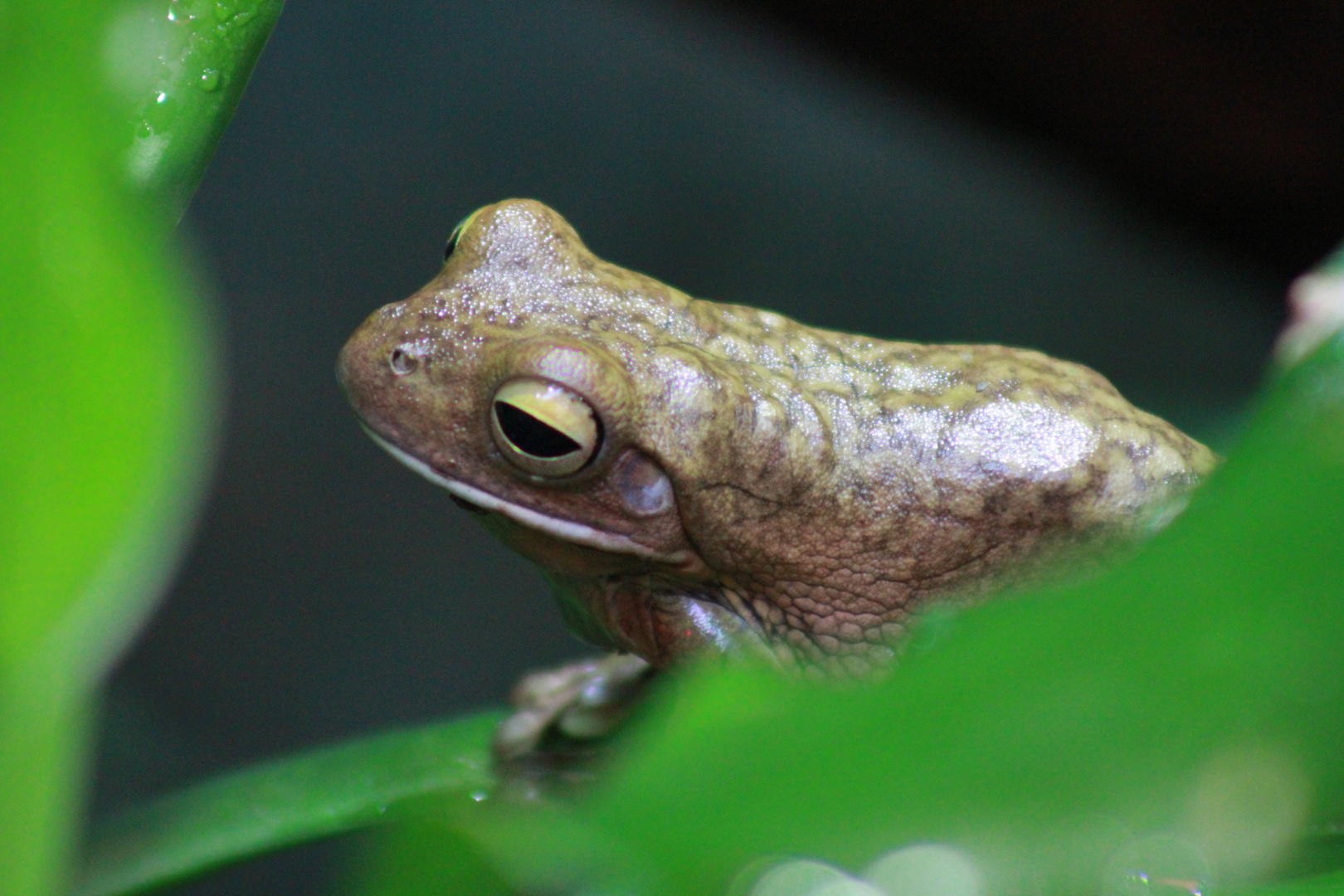 Frosch