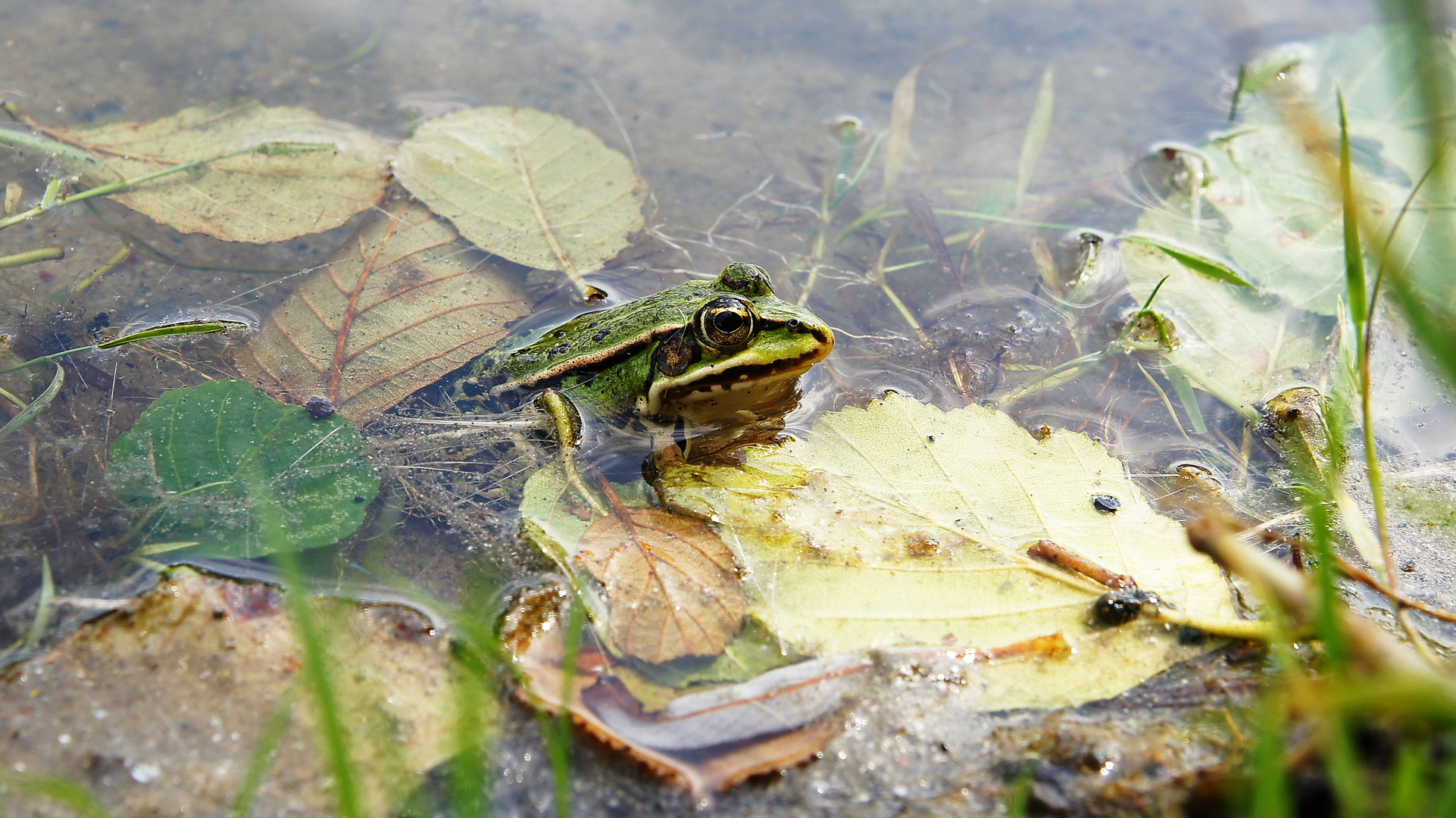 Frosch