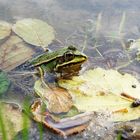 Frosch