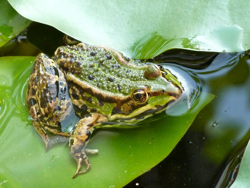 Frosch