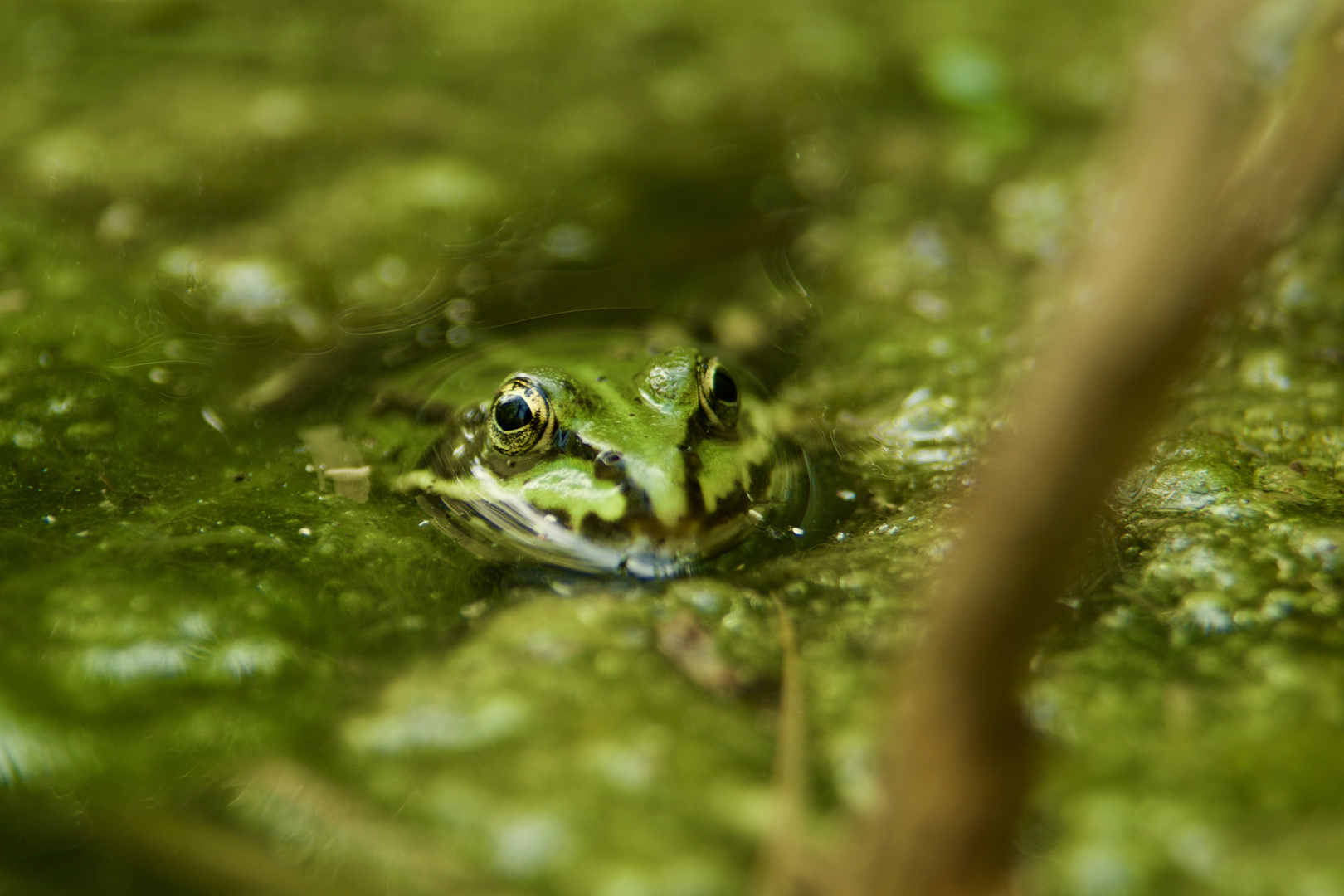 Frosch