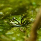 Frosch