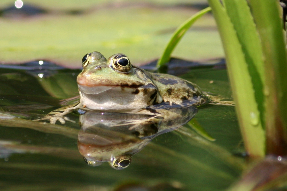 Frosch