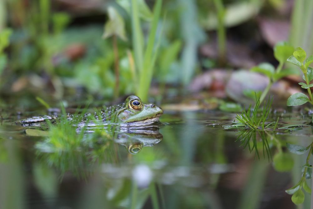 Frosch