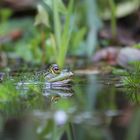 Frosch