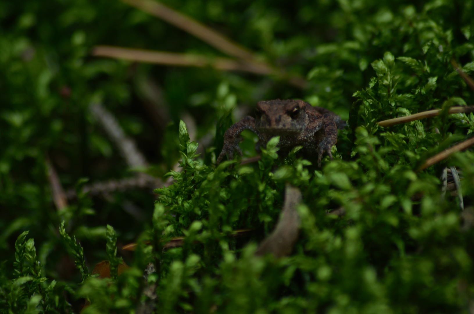 Frosch