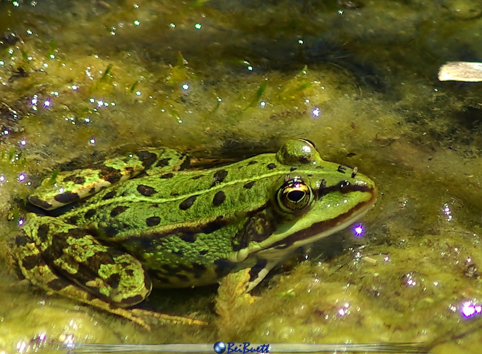 Frosch 3