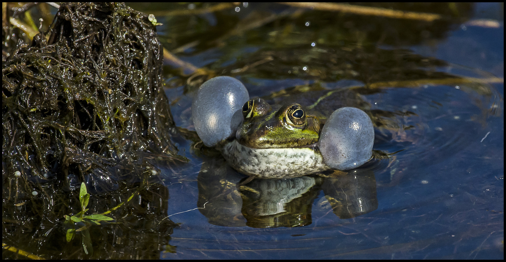 FROSCH 3