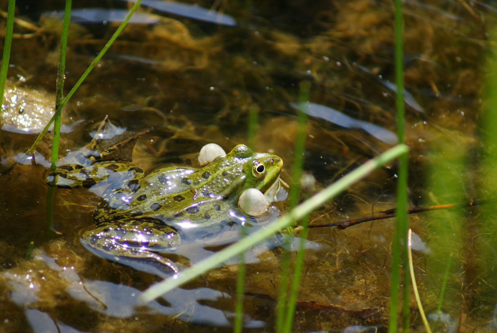 Frosch 3