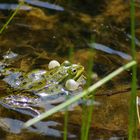 Frosch 3