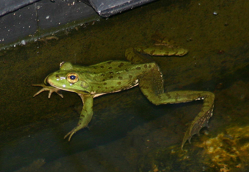 Frosch 3