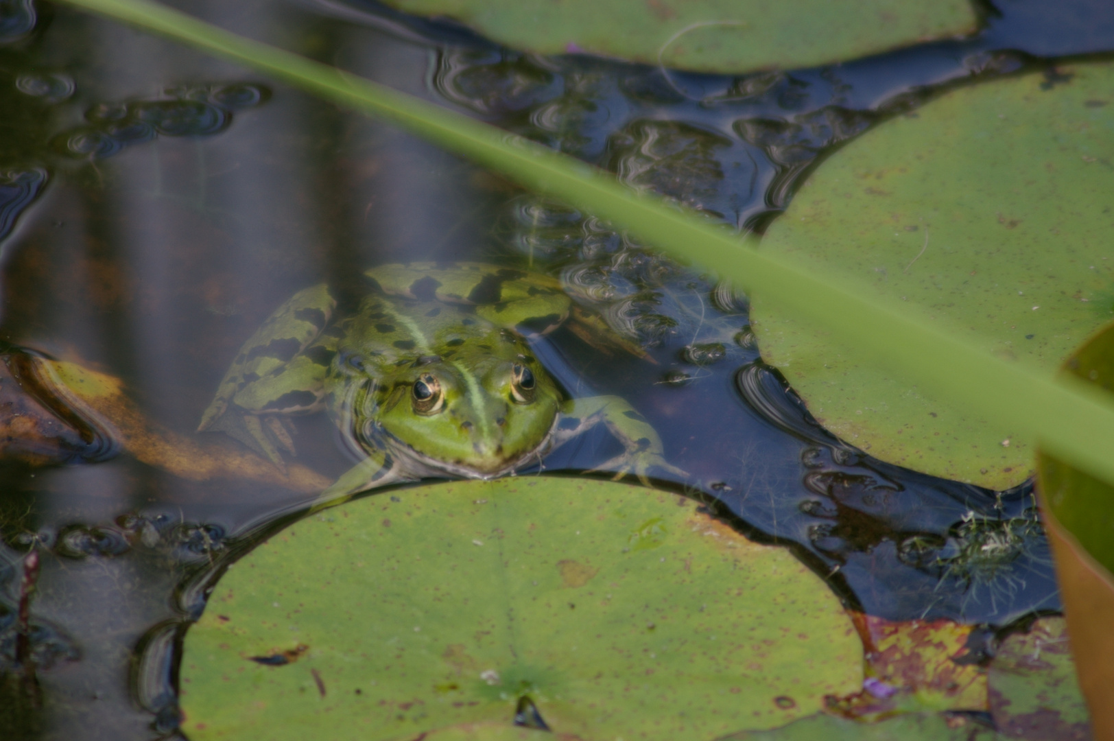 Frosch #3