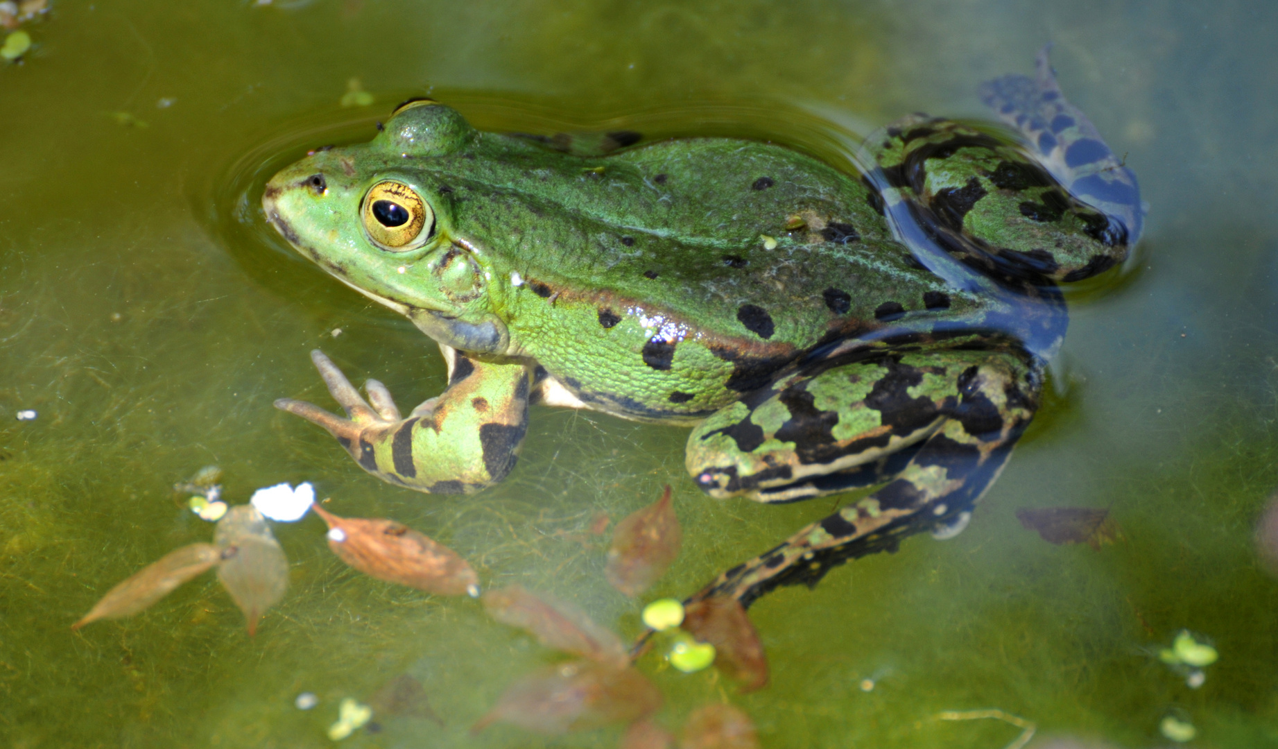 Frosch 3