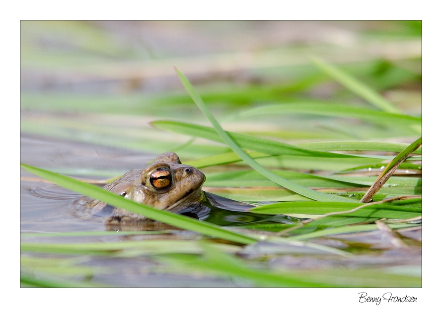 Frosch (3) nee Erdkröte