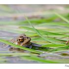 Frosch (3) nee Erdkröte