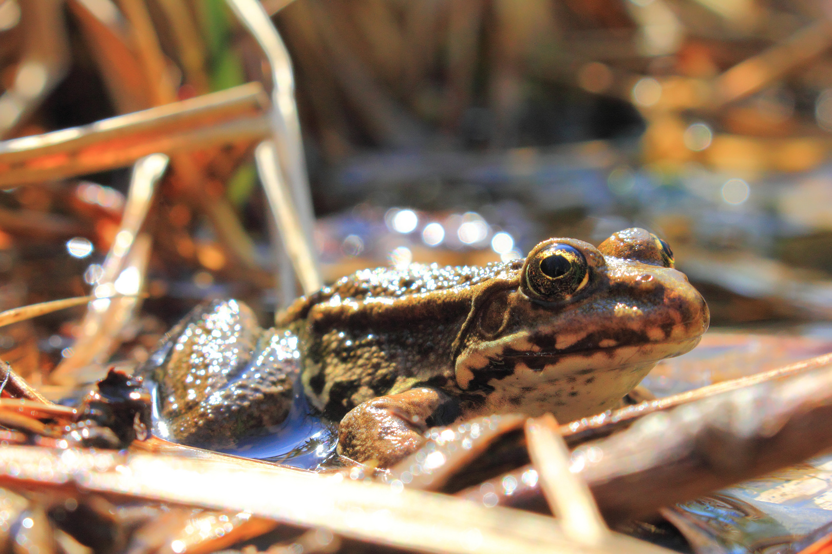 Frosch