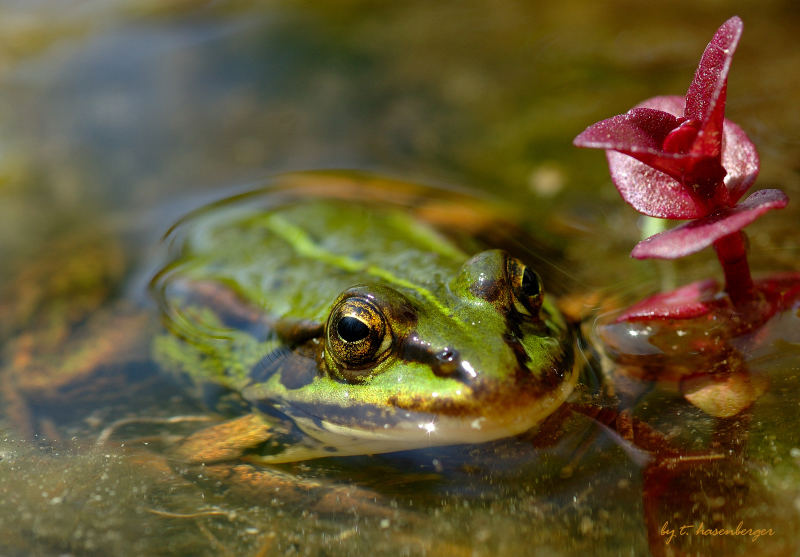 frosch