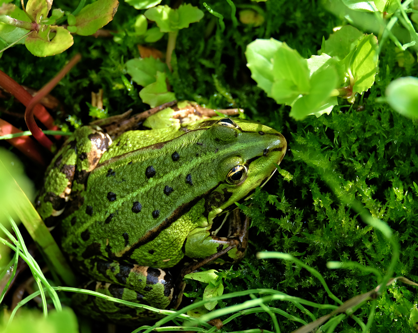 Frosch