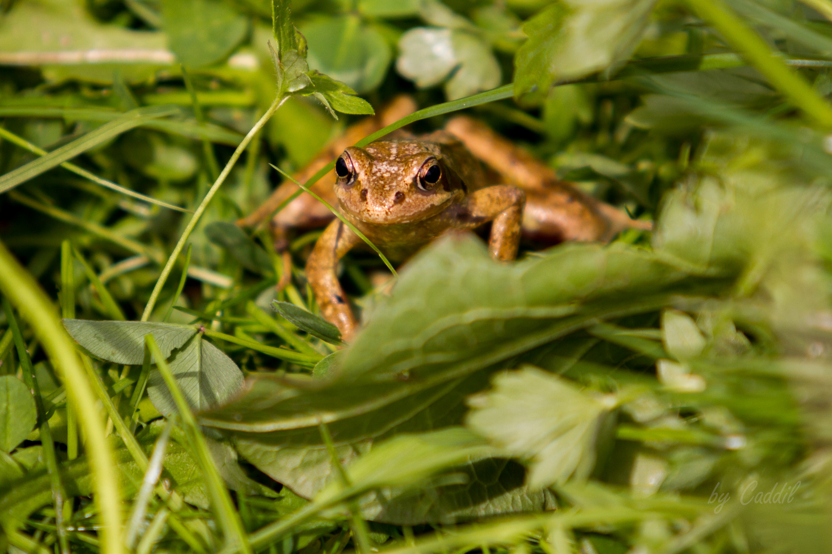 Frosch